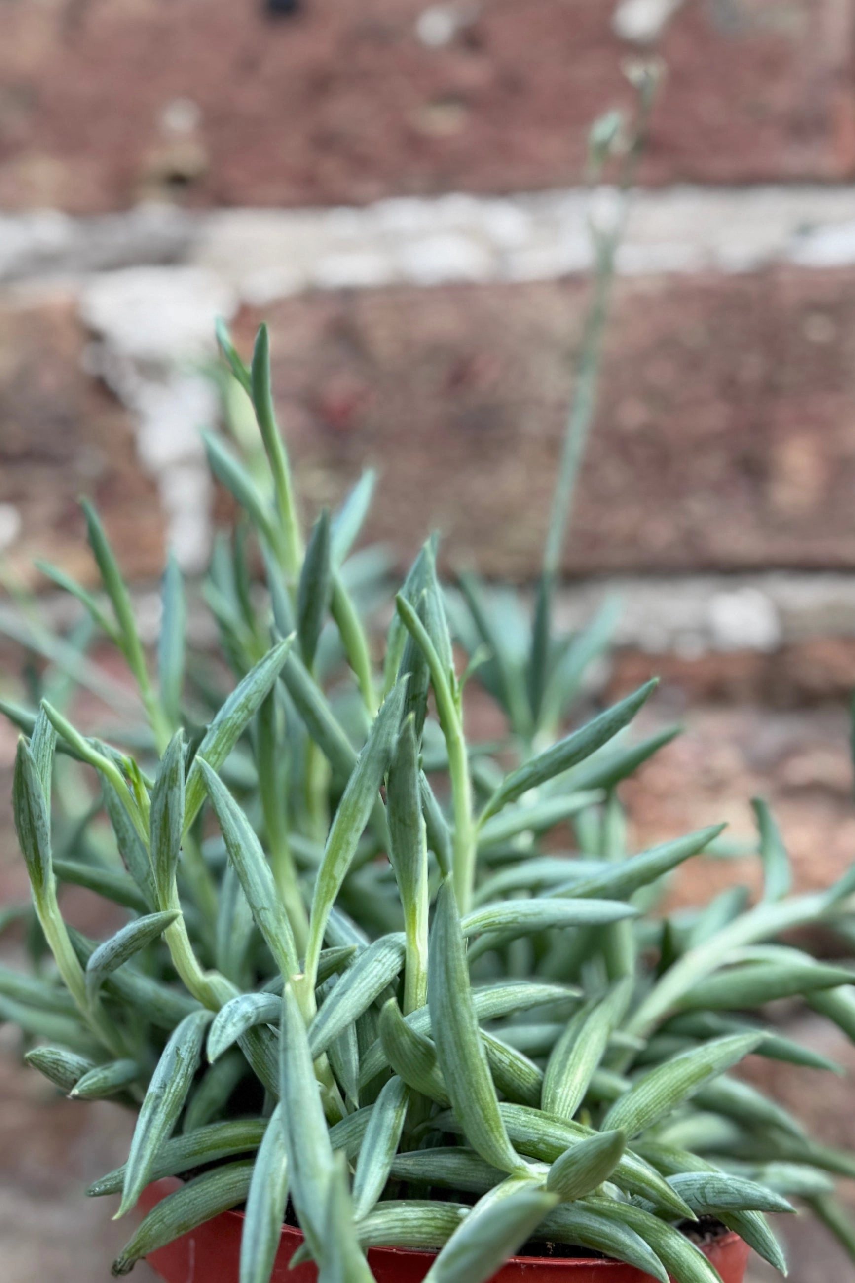 Senecio radicans "Fish Hooks" 4"