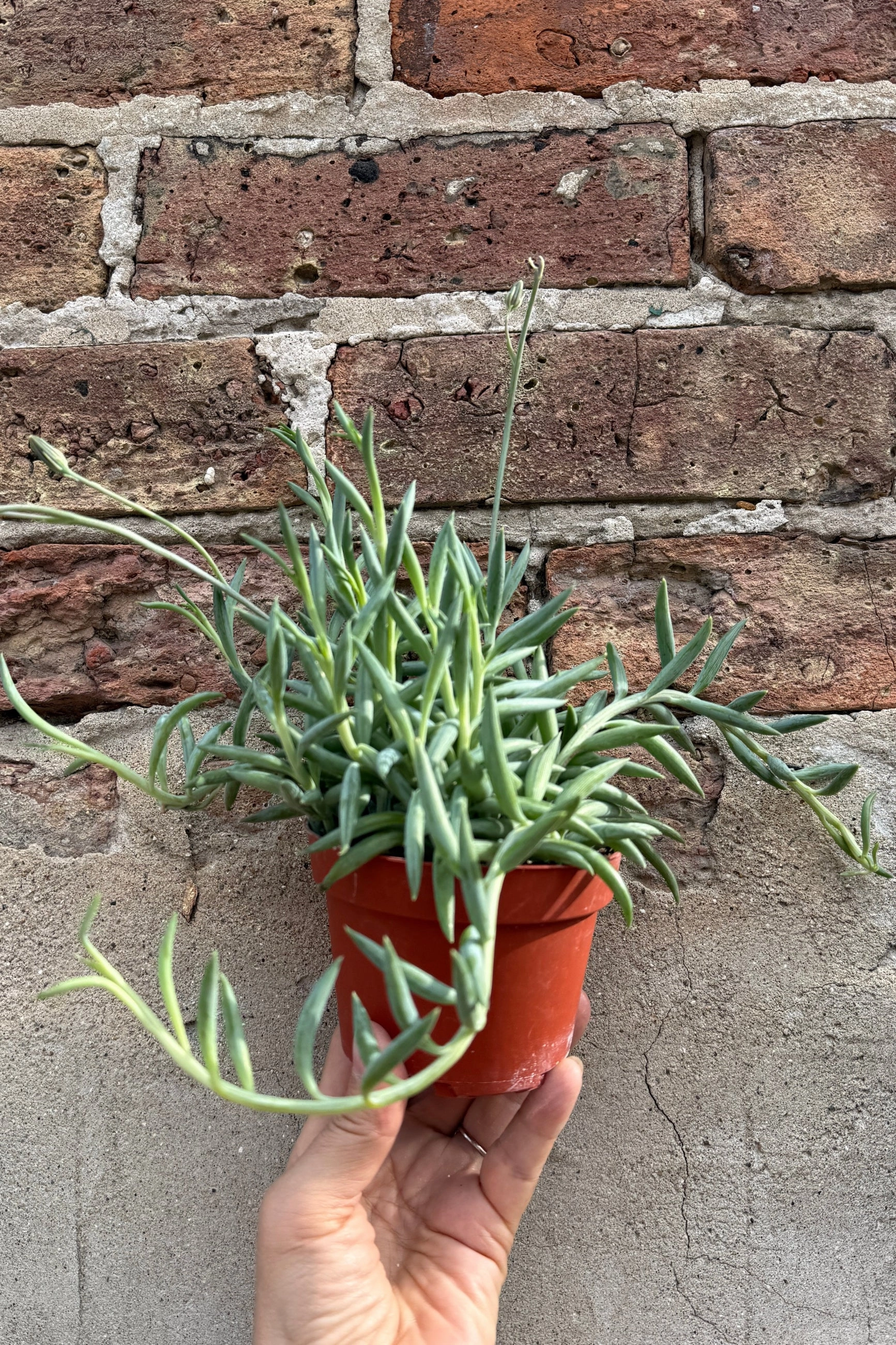 Senecio radicans "Fish Hooks" 4"