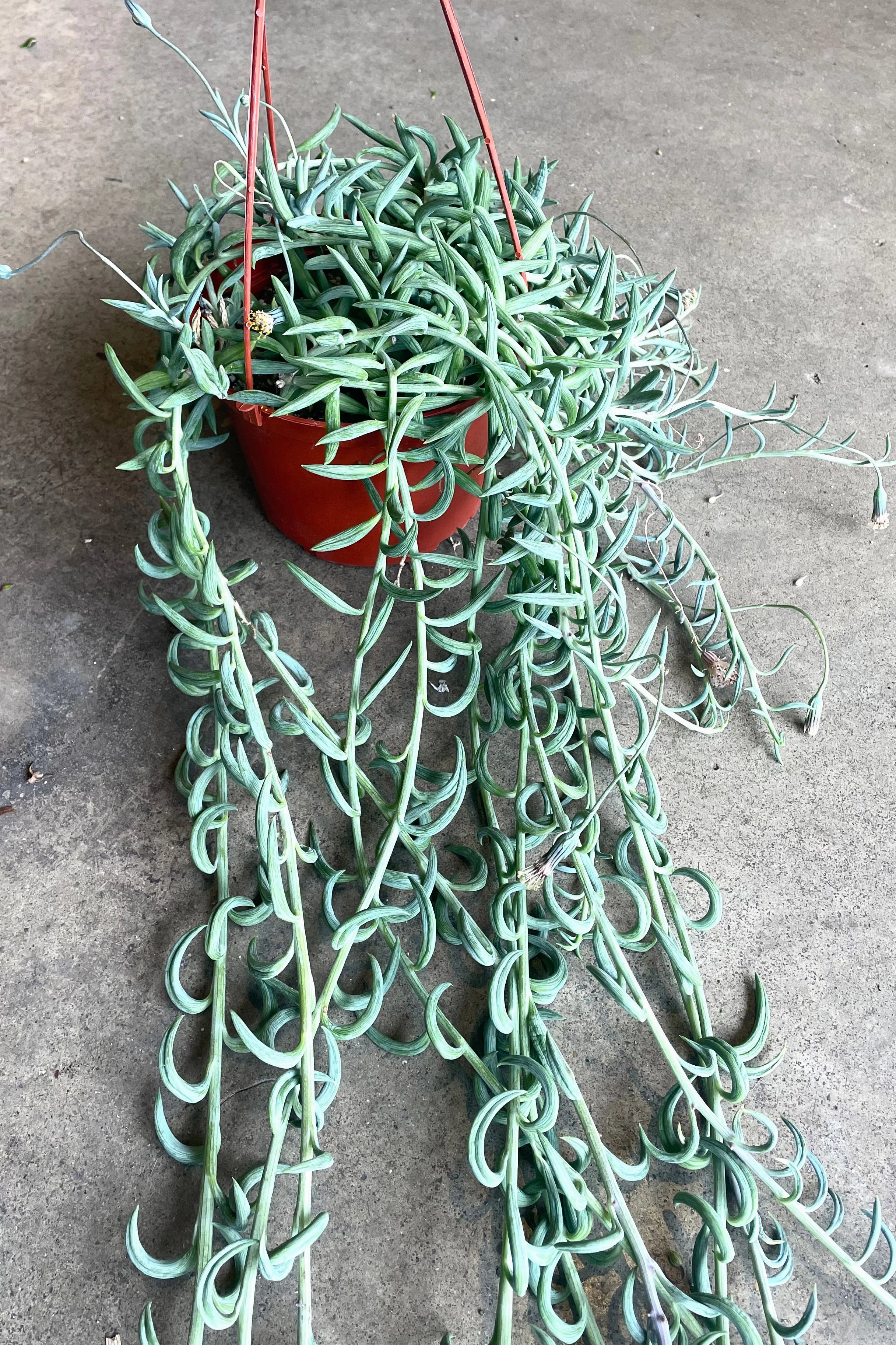 Senecio radicans "Fish Hooks" 6"