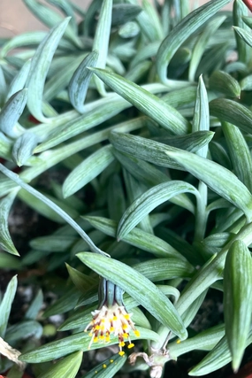 Senecio radicans "Fish Hooks" 6" medium flower pot  