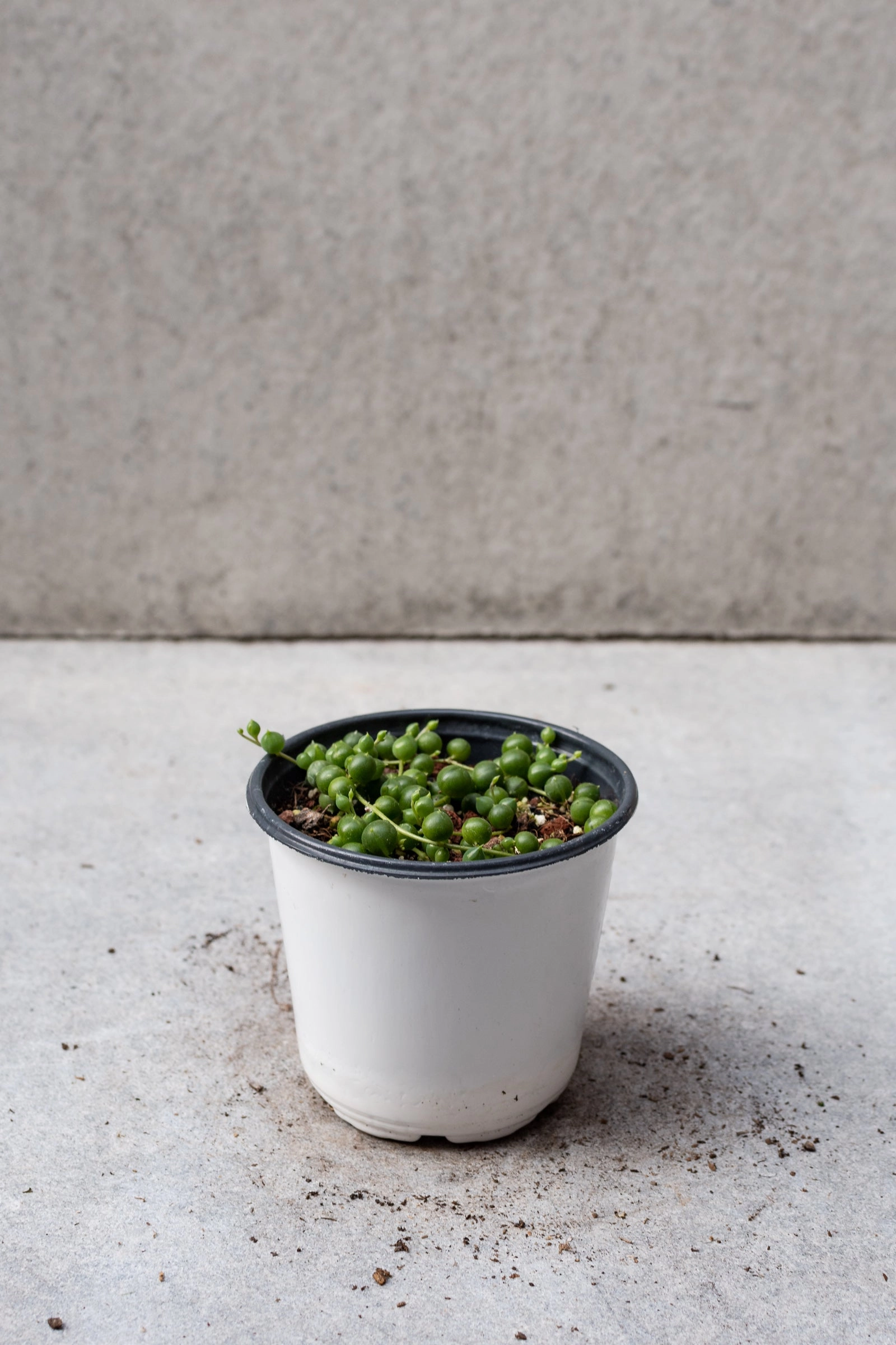 Senecio rowleyanus 4"
