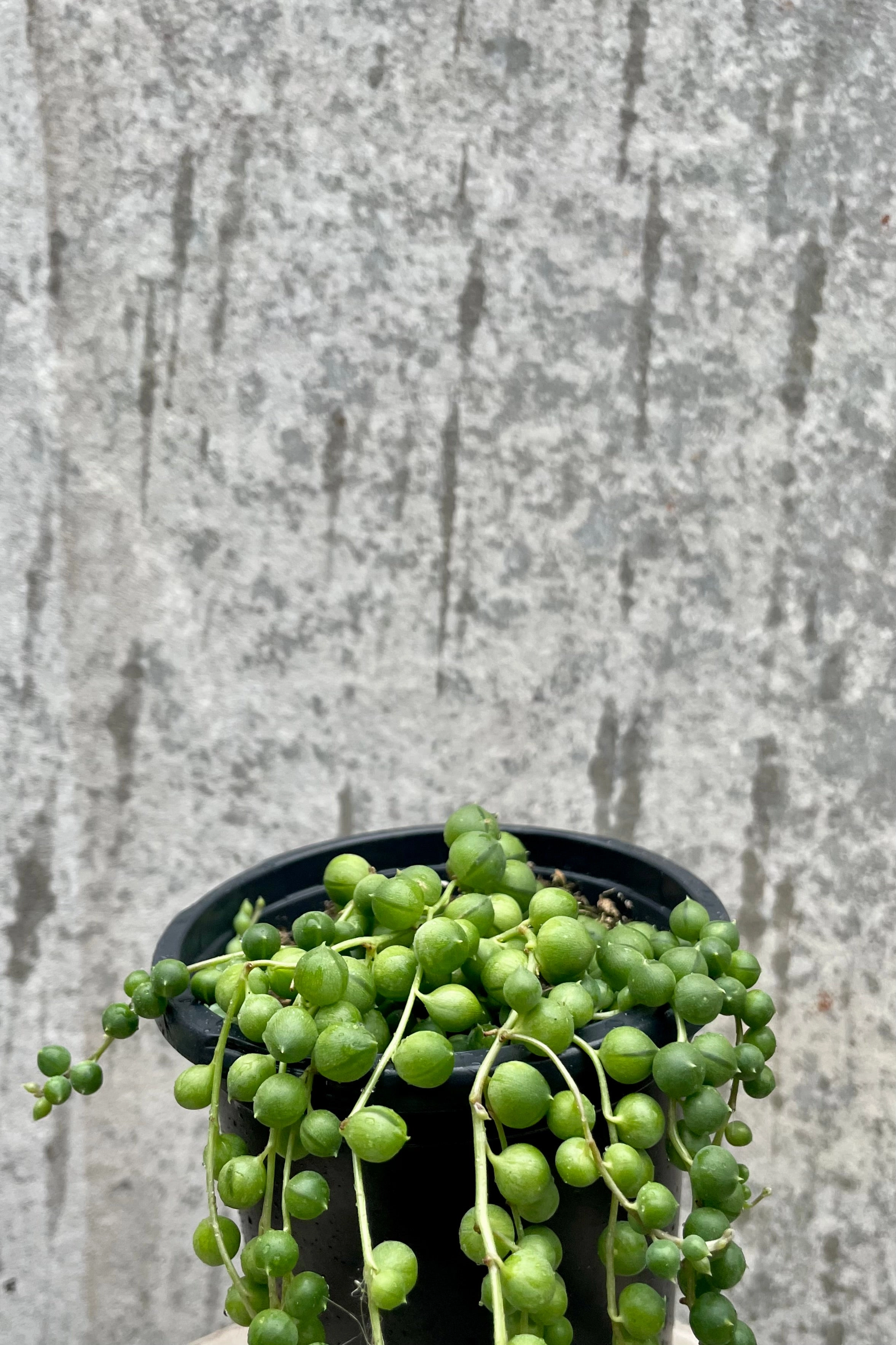 Senecio rowleyanus 4" medium flower pot  