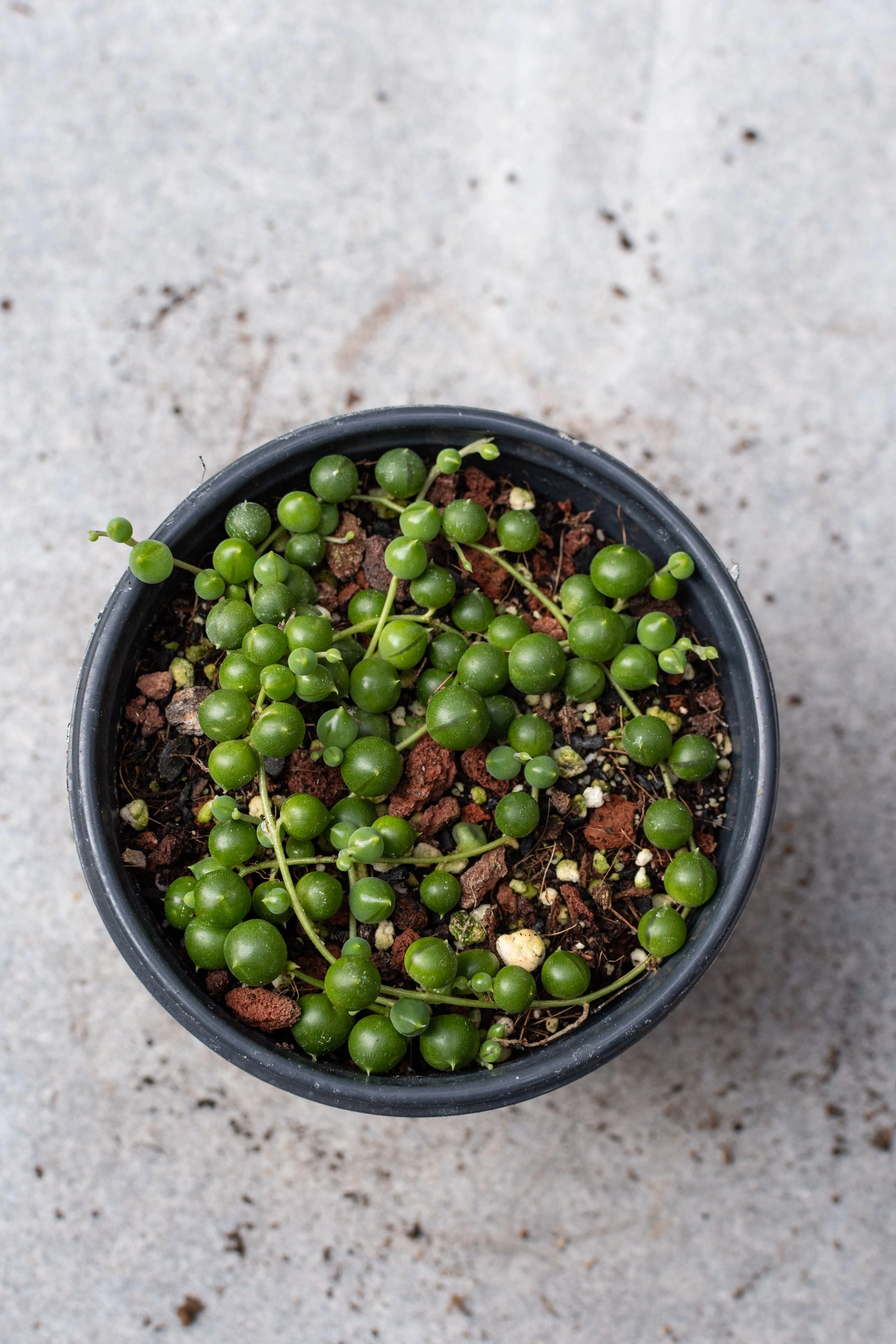 Senecio rowleyanus 4"
