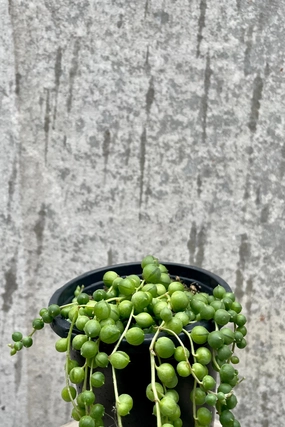 Senecio rowleyanus 4" medium flower pot  