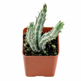 Senecio Stapeliiformis mini ornamental plant  