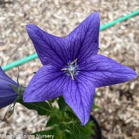 Sentimental Blue Balloon Flower | Platycodon grandiflorus traditional flower vase  
