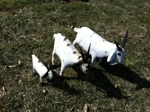 Set of 3 Goats dried flower branch  