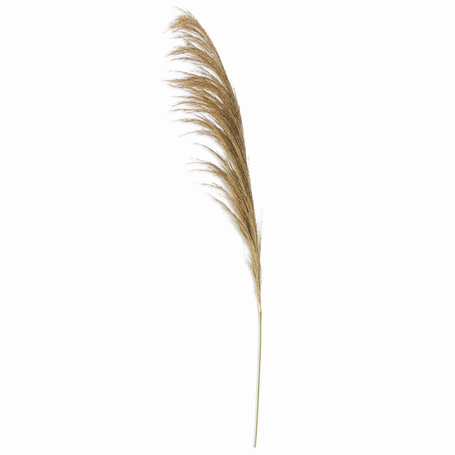 Set/3 Natural Pampas Stems