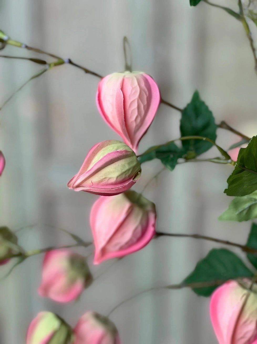 Set/3 Pink Lamplighter Buds
