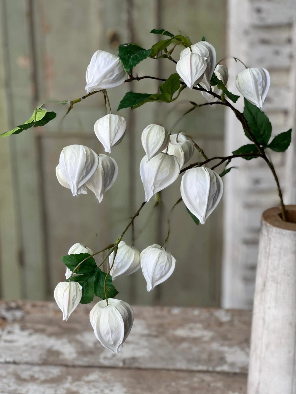 Set/3 White Lamplighter Buds