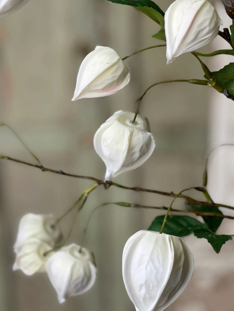 Set/3 White Lamplighter Buds