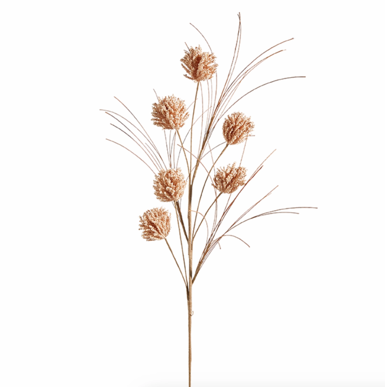 Set/4 Dried Pom Pom Sprays