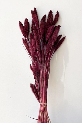 Setaria Garnet Color Preserved Bunch indoor houseplants  