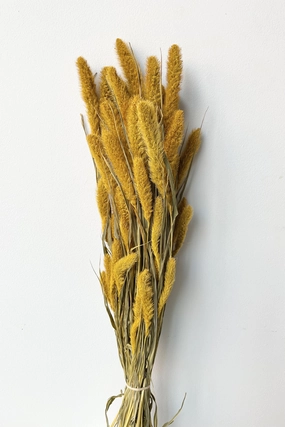 Setaria Golden Color Preserved Bunch indoor houseplants  