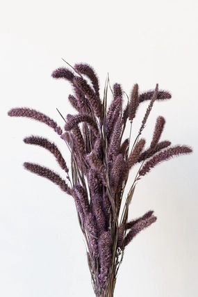 Setaria Plum Color Preserved Bunch indoor houseplants  