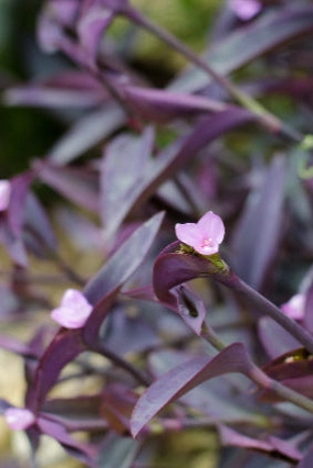 Setcresea p. "Purple Heart" 4.5" decorative flowerpot  
