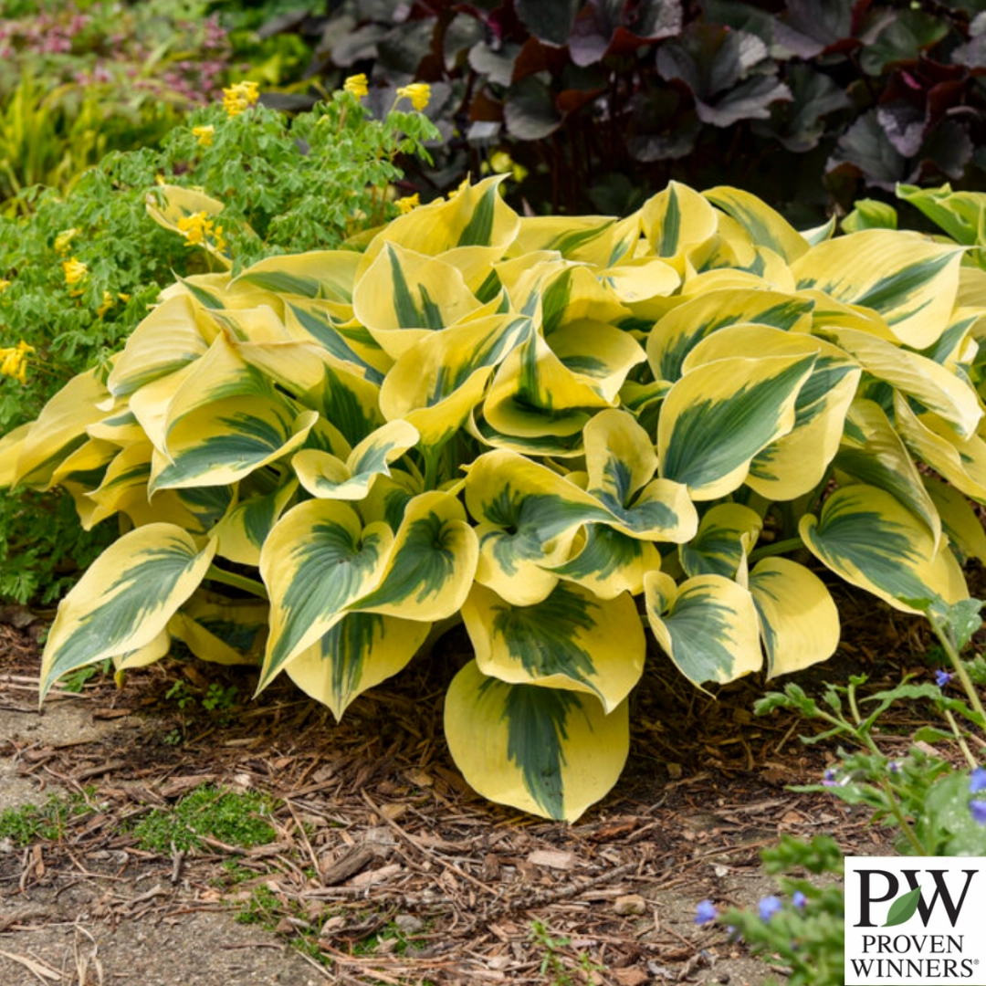 Shadowland 'Autumn Frost' Hosta