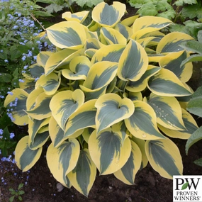 Shadowland 'Autumn Frost' Hosta single layer plant shelf  