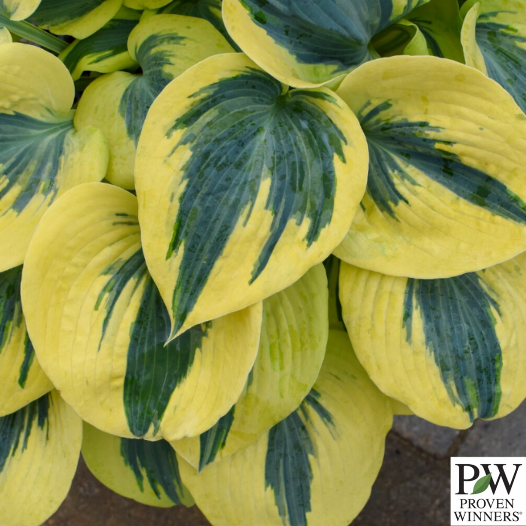 Shadowland 'Autumn Frost' Hosta