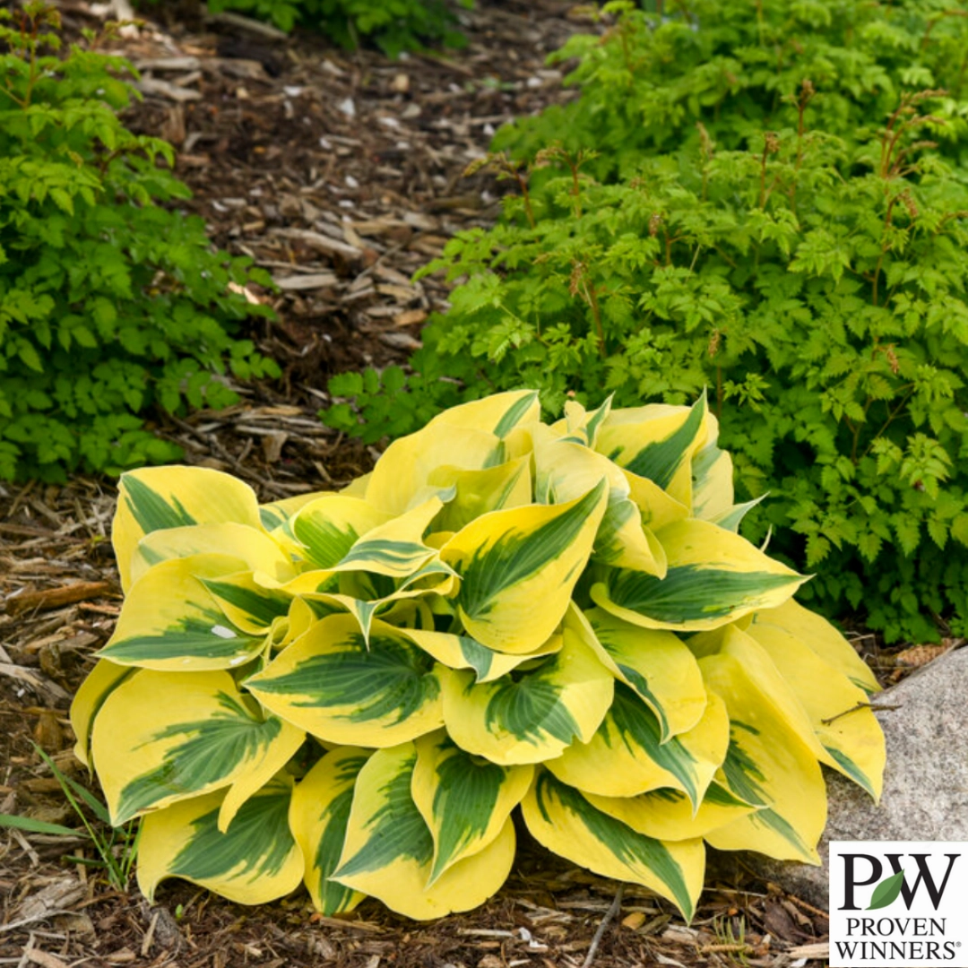 Shadowland 'Autumn Frost' Hosta