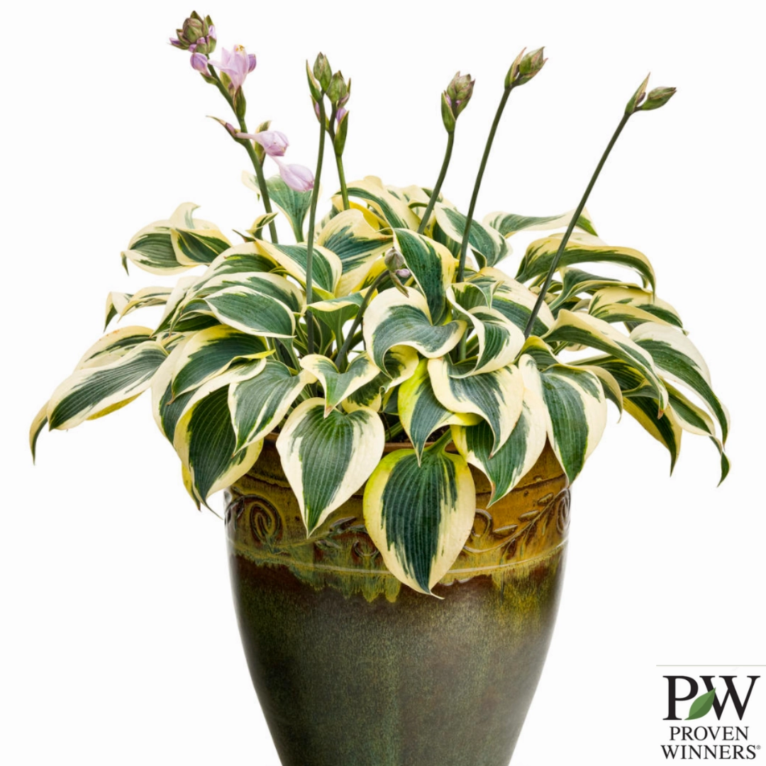 Shadowland 'Autumn Frost' Hosta