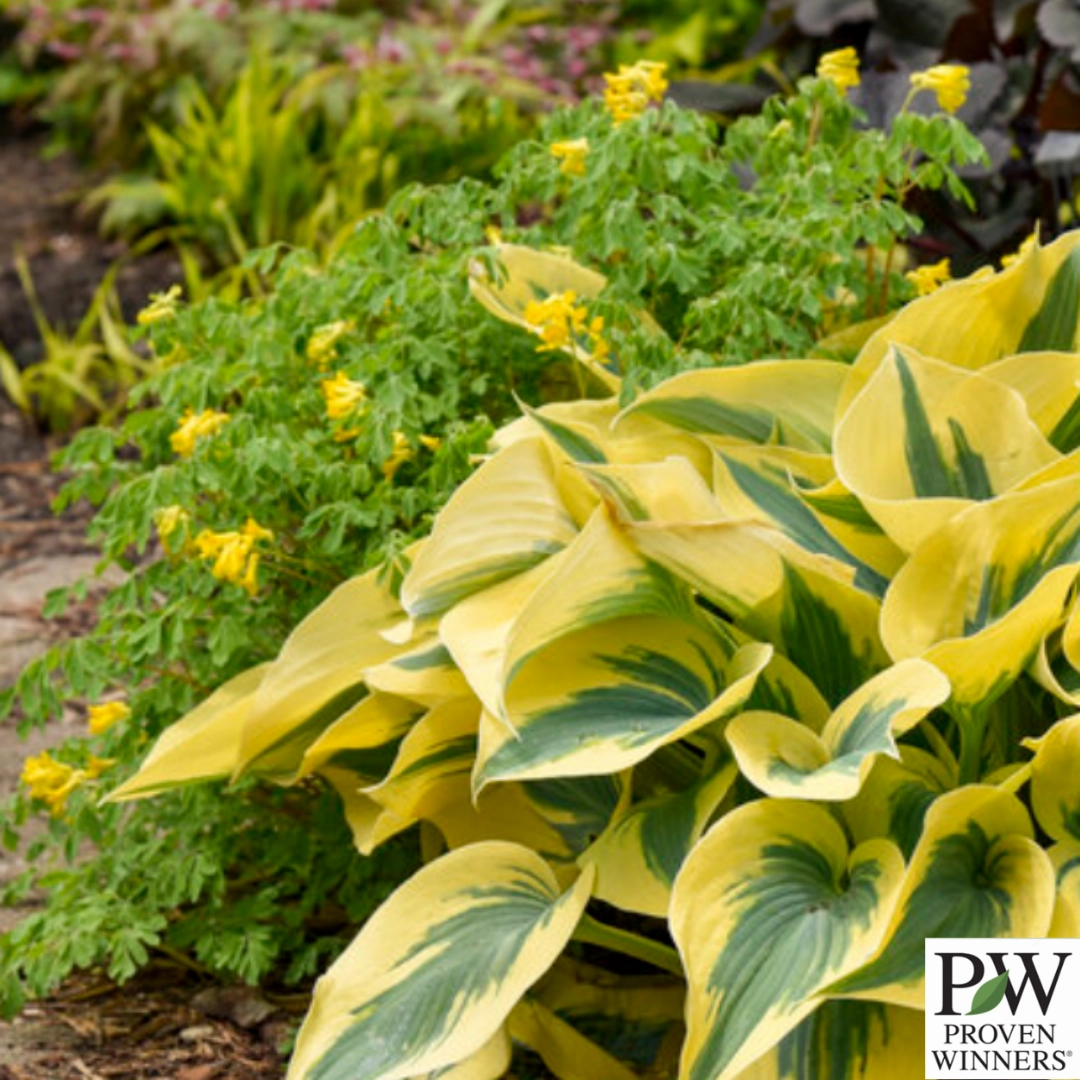 Shadowland 'Autumn Frost' Hosta