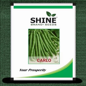 Shaine Brand Seeds Pole Beans- Carlo Seeds small bud vase  