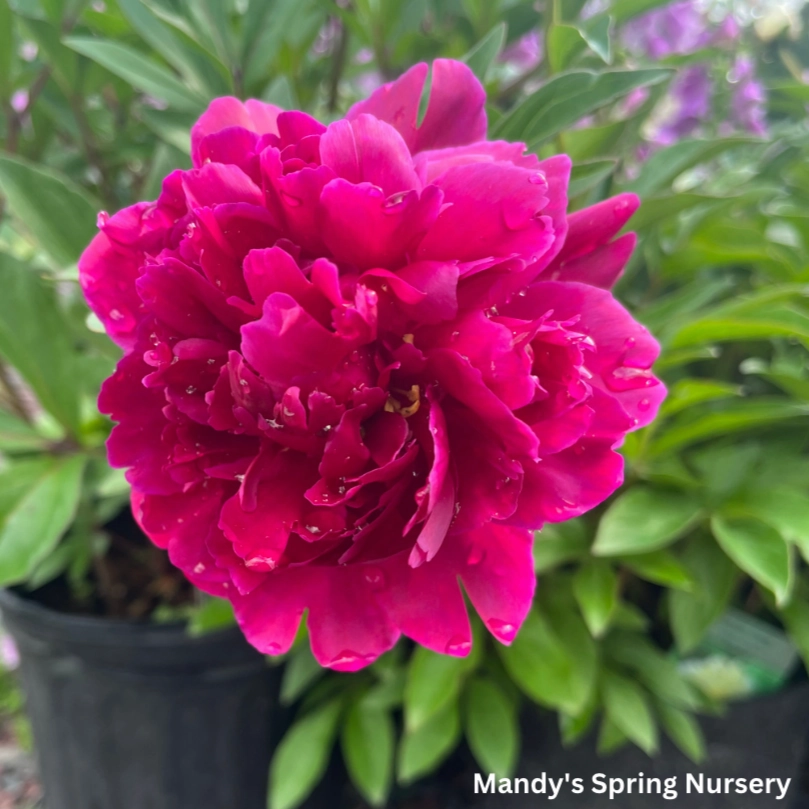 Shawnee Chief Peony | Paeonia 'Shawnee Chief' traditional flower vase  