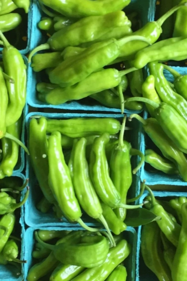 Shishito Pepper Seeds Art Pack