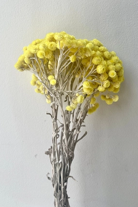Siempreviva Natural Preserved Bunch indoor houseplants  