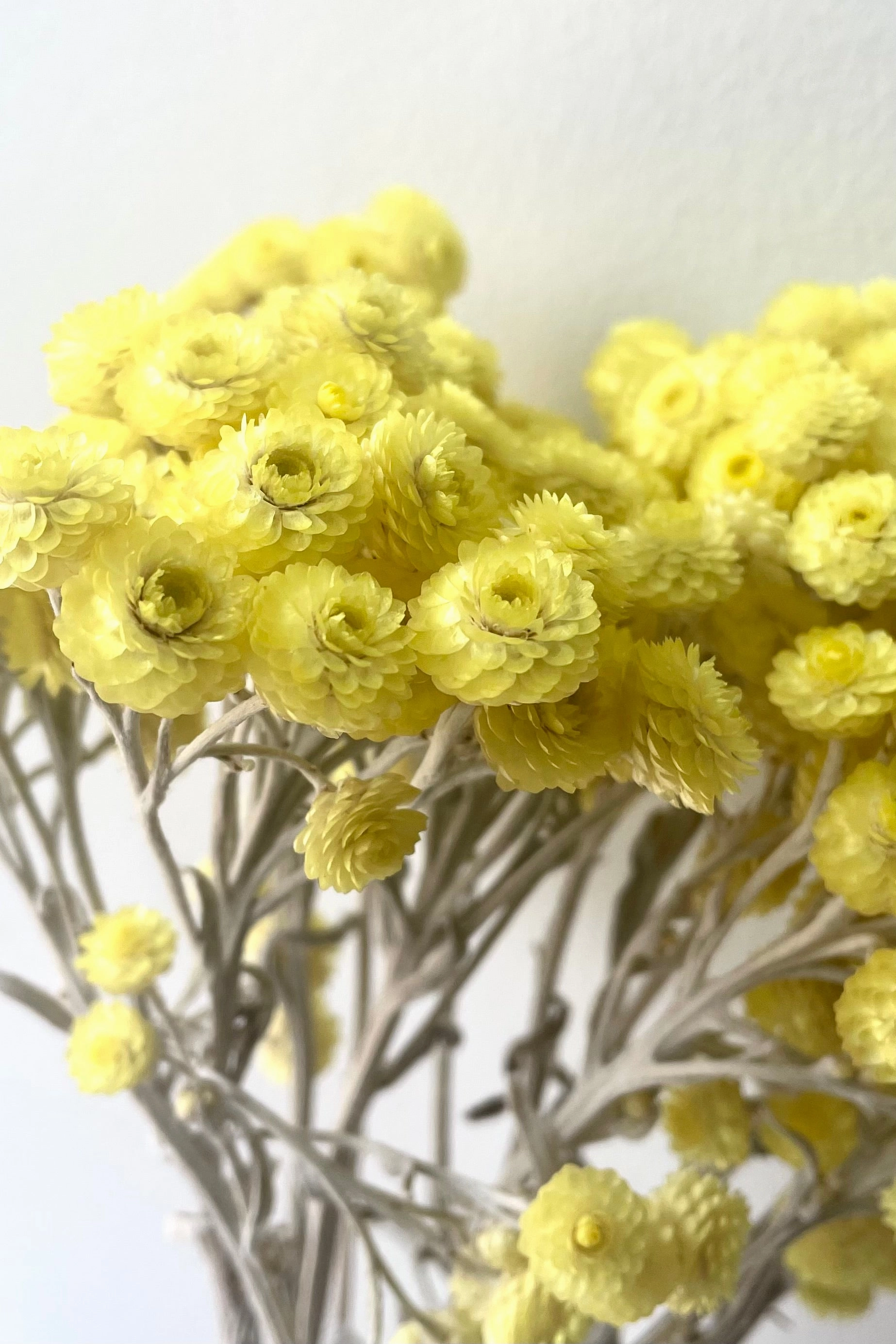 Siempreviva Natural Preserved Bunch