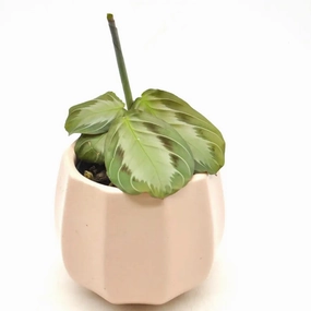 Silver Band Maranta large flower pot  