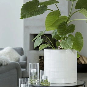 Simona Pot White plant seeds  