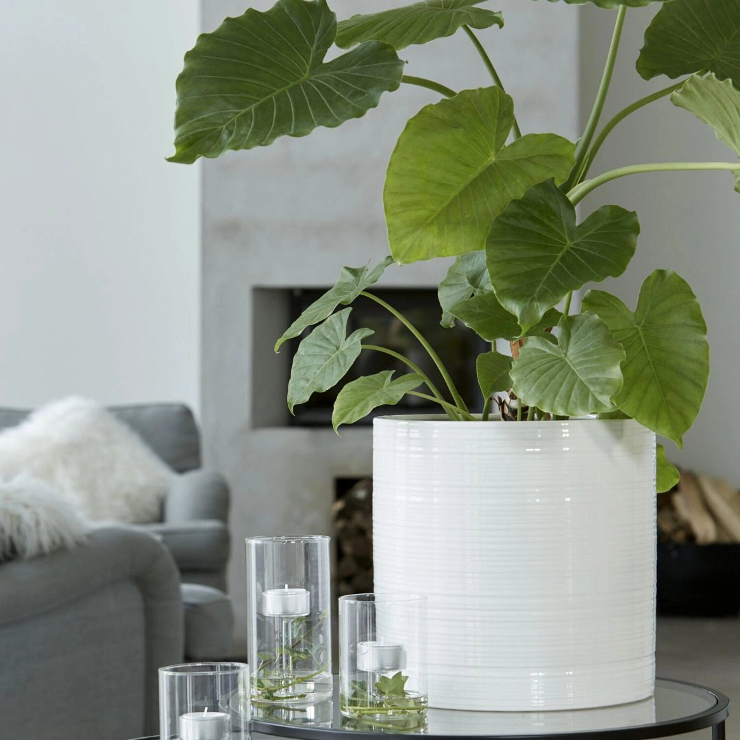 Simona Pot White plant seeds  
