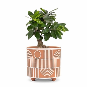 Small Arch & Line Planter - 4.5"D plant seeds  