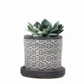 Small Balter Pot & Saucer plant seeds  