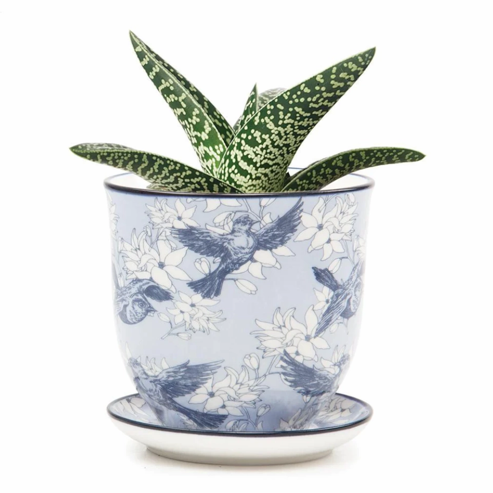 Small Liberte Pot & Saucer
