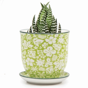 Small Liberte Pot & Saucer plant seeds  
