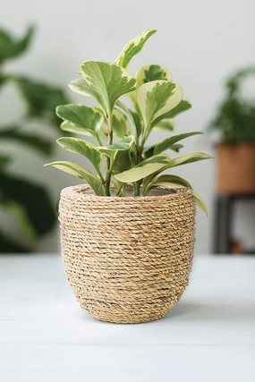 Small Seagrass Covered Planter - 6"D plant seeds  