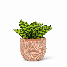 Small Terracotta Rustic Planter - 6"H plant seeds  