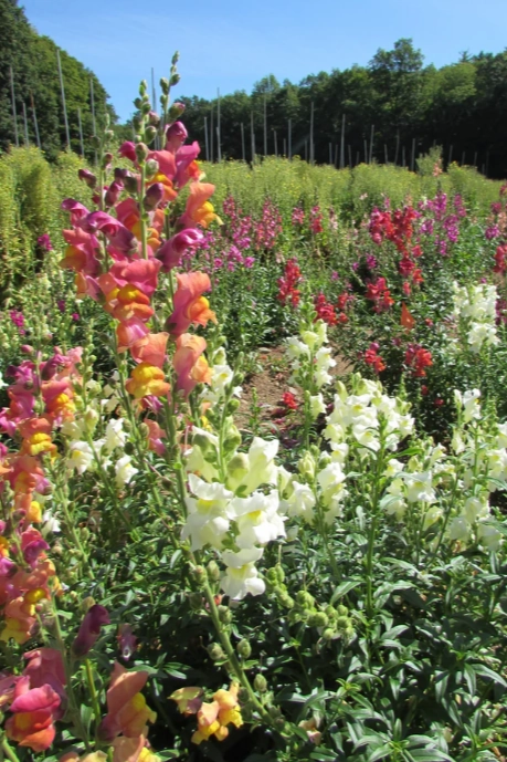 Snapdragon Mix Seeds Art Pack