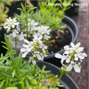 Snowflake Candytuft | Iberis sempervirens 'Snowflake' traditional flower vase  