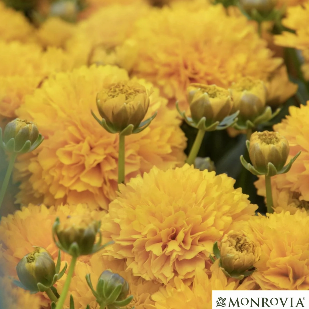 Solanna Golden Sphere Tickseed | Coreopsis
