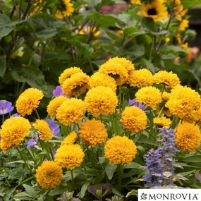 Solanna Golden Sphere Tickseed | Coreopsis traditional flower vase  