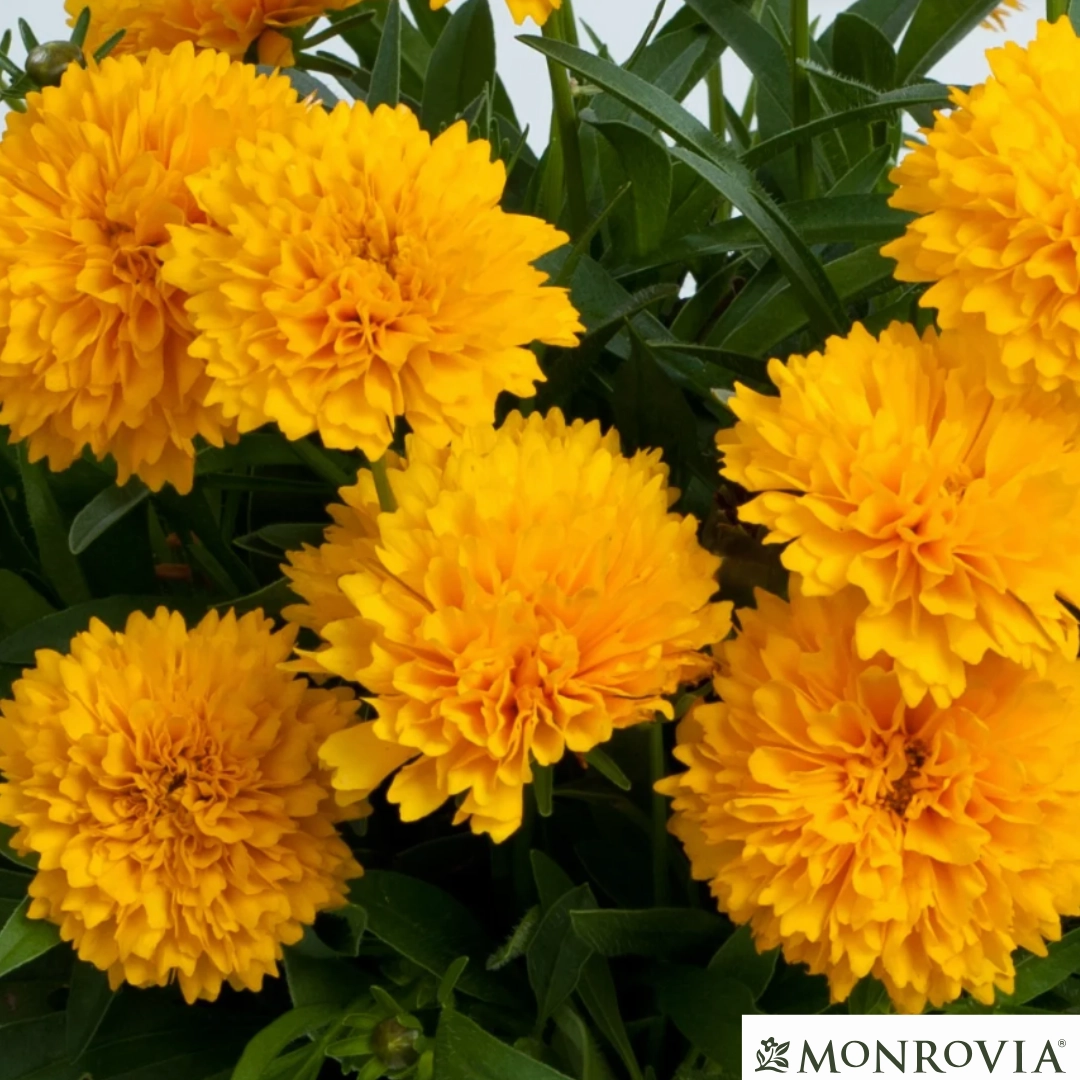 Solanna Golden Sphere Tickseed | Coreopsis