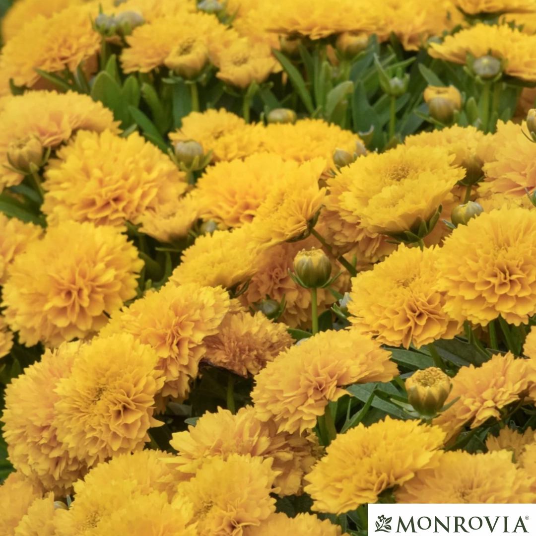 Solanna Golden Sphere Tickseed | Coreopsis