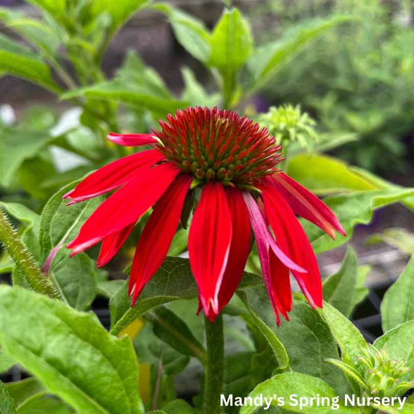 SOMBRERO Salsa Red Coneflower | Echinacea