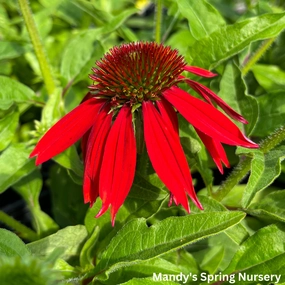 SOMBRERO Salsa Red Coneflower | Echinacea traditional flower vase  