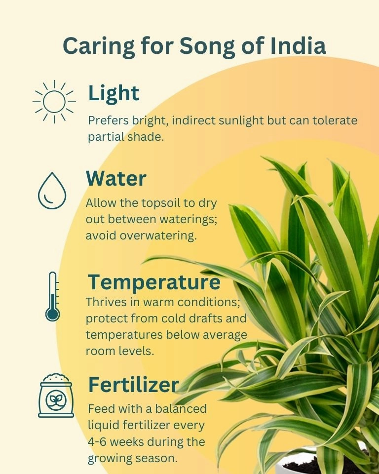 Song of India Plant