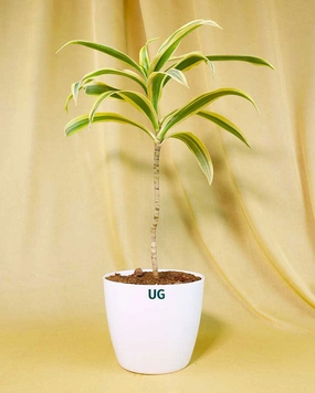 Song of India Plant medium flower pot  